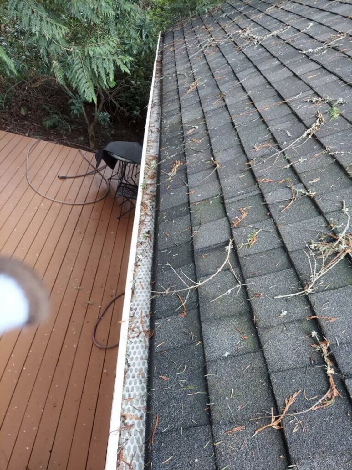 Gutter full of pine needles and debris before a cleaning